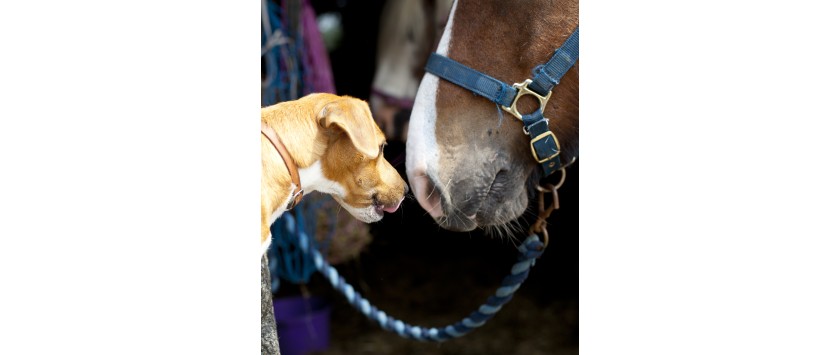 Stimolazione a risonanza magnetica per cavalli